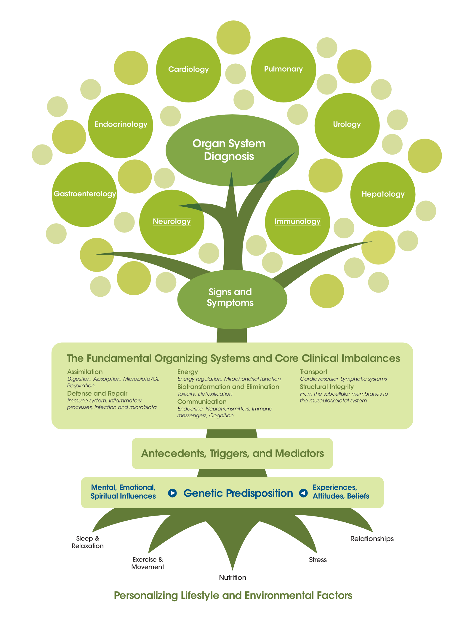 Functional Medicine Tree